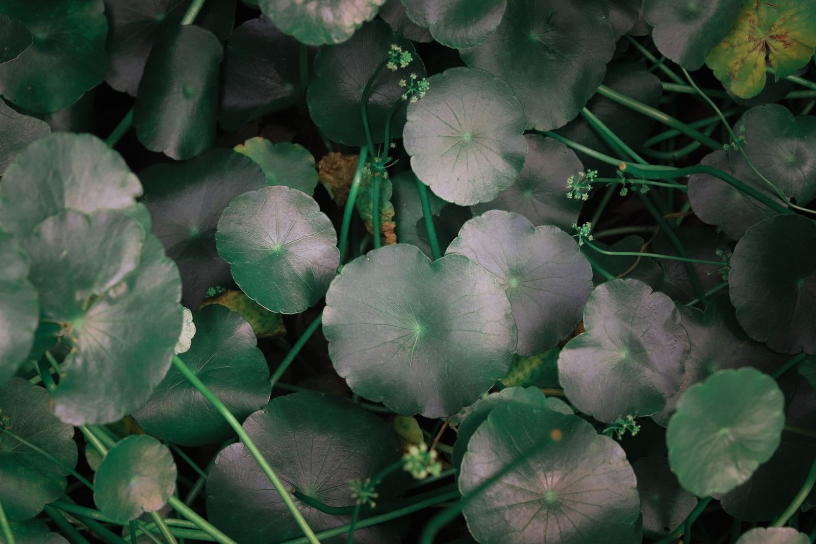 Centella asiatica, the plant every cica product is named after