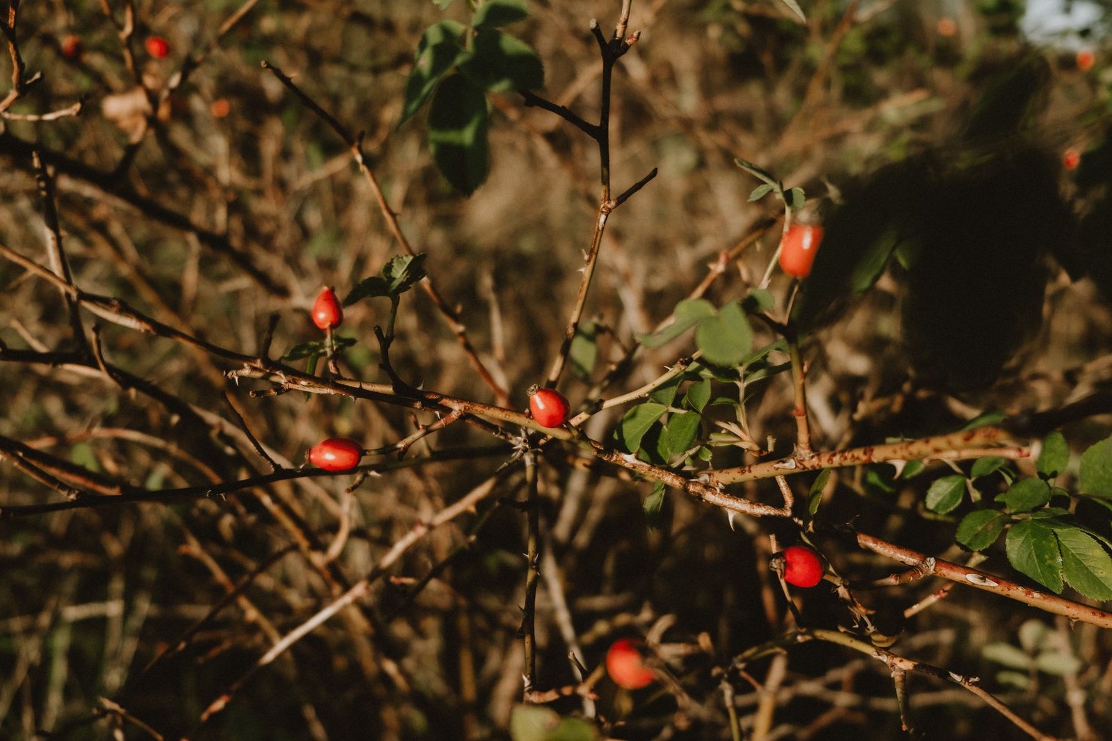 The oil is pressed from the seeds inside the fruit, not the petals